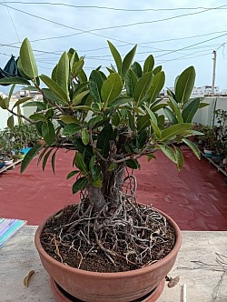 Ficus Rubiginosa/ 25 años/ 45 cm altura/precio 350€