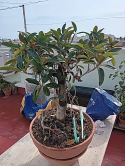 Ficus Rubiginosa/25 años/45 cm altura/ precio 350€