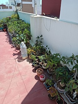 Mi pequeño rincón de arbolitos