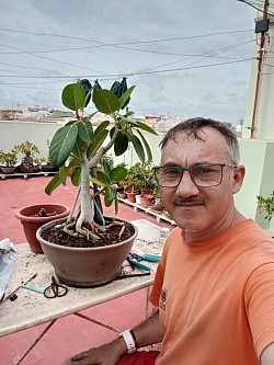 Trabajando el bonsai