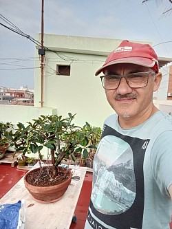 Trabajando el bonsai