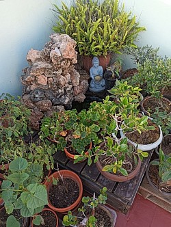 Mí pequeño rincón del bonsai